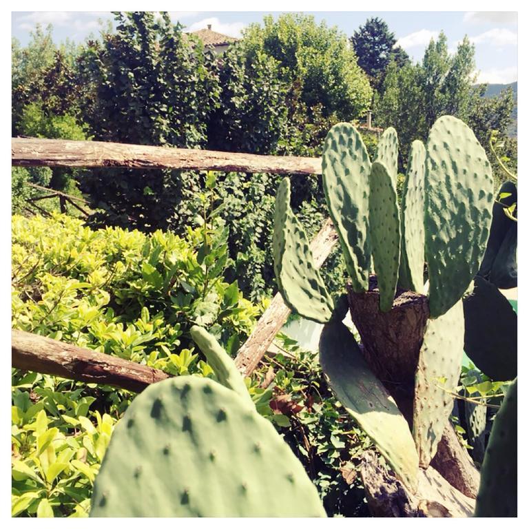 Agriturismo La Vecchia Quercia San Cipriano Picentino Zewnętrze zdjęcie